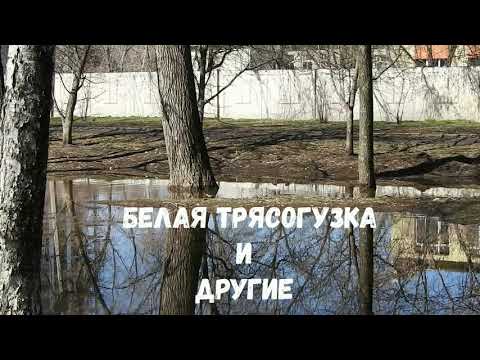 Чудо-птица трясогузка и другие жители Метеогорки #птицывгороде