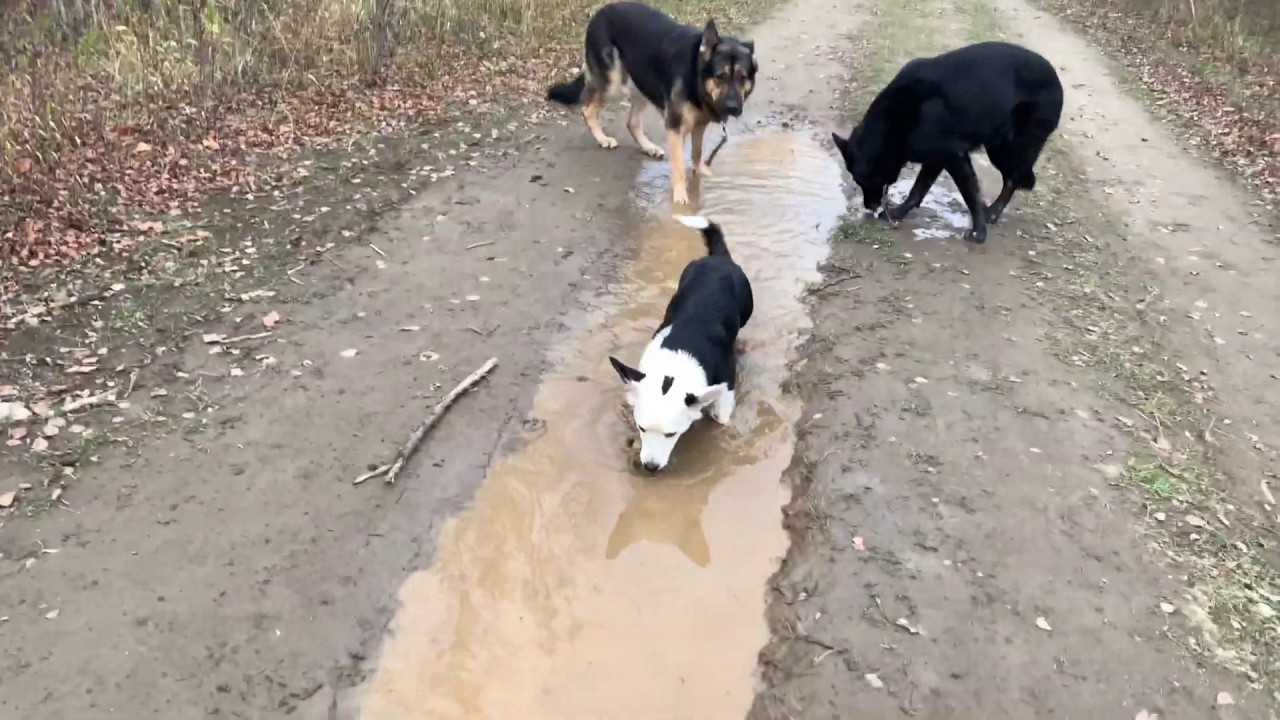 Dogs playing in mud puddle YouTube