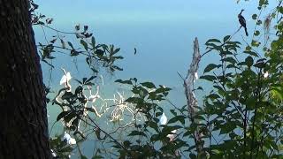 The Anhinga and the White Ibis Mellow Minute