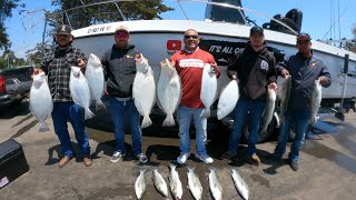 What a beautiful day halibut and striper fishing in Berkeley bay 6/7/25