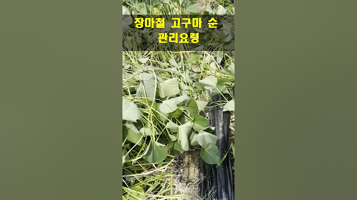 장마철, 고구마 순,  고구만 순치기 정리, 성장기 고구마 순 자르면 안 됩니다