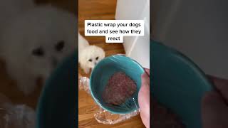 Hilarious Experiment: Watch How Dogs React When Their Food is Wrapped in Plastic! 😂