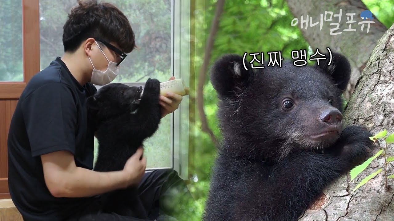우리 집에 진짜 맹수가 산다?! 청년의 아기 곰 육아 일기🐻 | KBS 류수영의 동물 티비 210612 방송