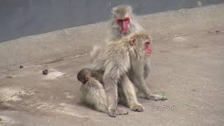 ちびさる Amazon.co.jp: 蜗之壳 SNAIL SHELL 1/12 三猿 機甲 美少女 可動