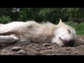 Wolf howling in her sleep