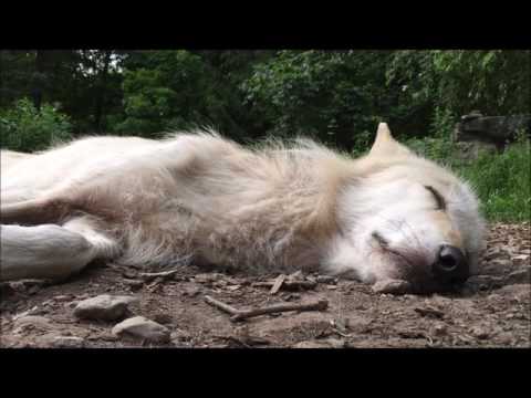 Wolf Howling in Her Sleep