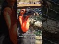 طائر أبو قرن الأرض الجنوبي Southern Ground Hornbill Bird Chicken 