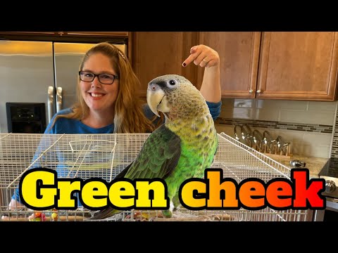 Video: So pflegen Sie eine Green-Cheeked Conure