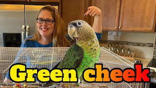 Green cheek conure care aka GCC breeding tips | All About Green cheeked conures