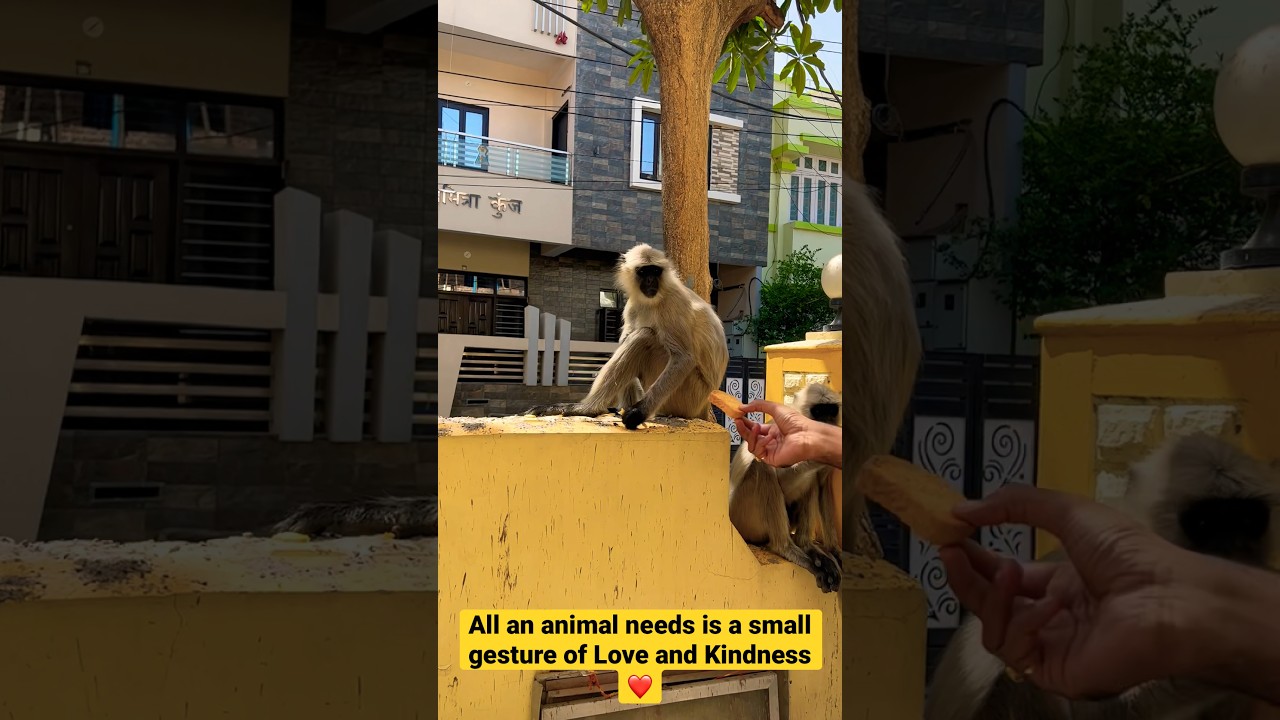 Video thumbnail: Mornings blessed by #vanarsena #smalltownliving #townlife #smalltownlife #animallover #monkeys
