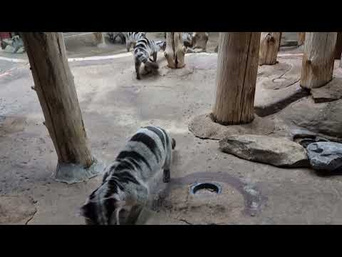 Banded palm civets