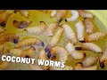 Traditional fried coconut worms mpose  traditional congolese food