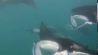 Manta Attack Yap Micronesia ヤップ島マンタ大群に襲われる ヤップ島 検索動画12 Manta Attack Yap Micronesia ヤップ島マンタ大群に襲われる ヤップ島 検索動画 12