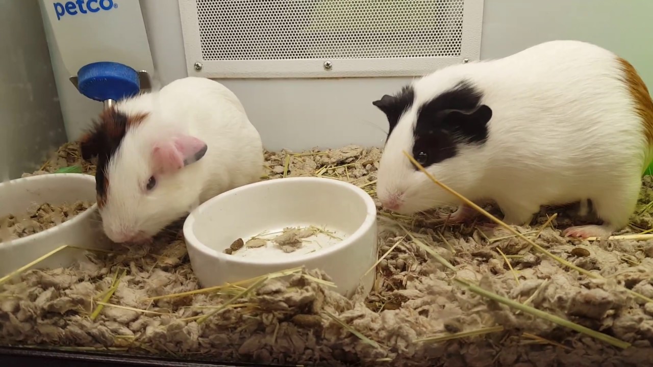 guinea-pig-adorable-pets-petco-youtube