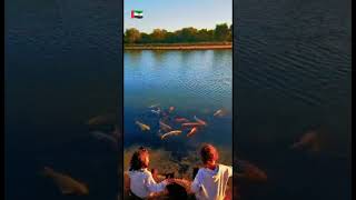DUBAI LOVE LAKE MORNING VIEW WITH SUNRISE 🥰🥰#shortvideo #dubai #nature #uae