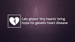 Lab grown 'tiny hearts' bringing hope for genetic heart disease