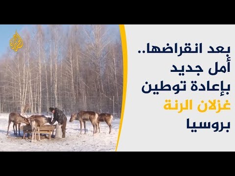جهود بيئية بموسكو لإعادة توطين غزال الرنة