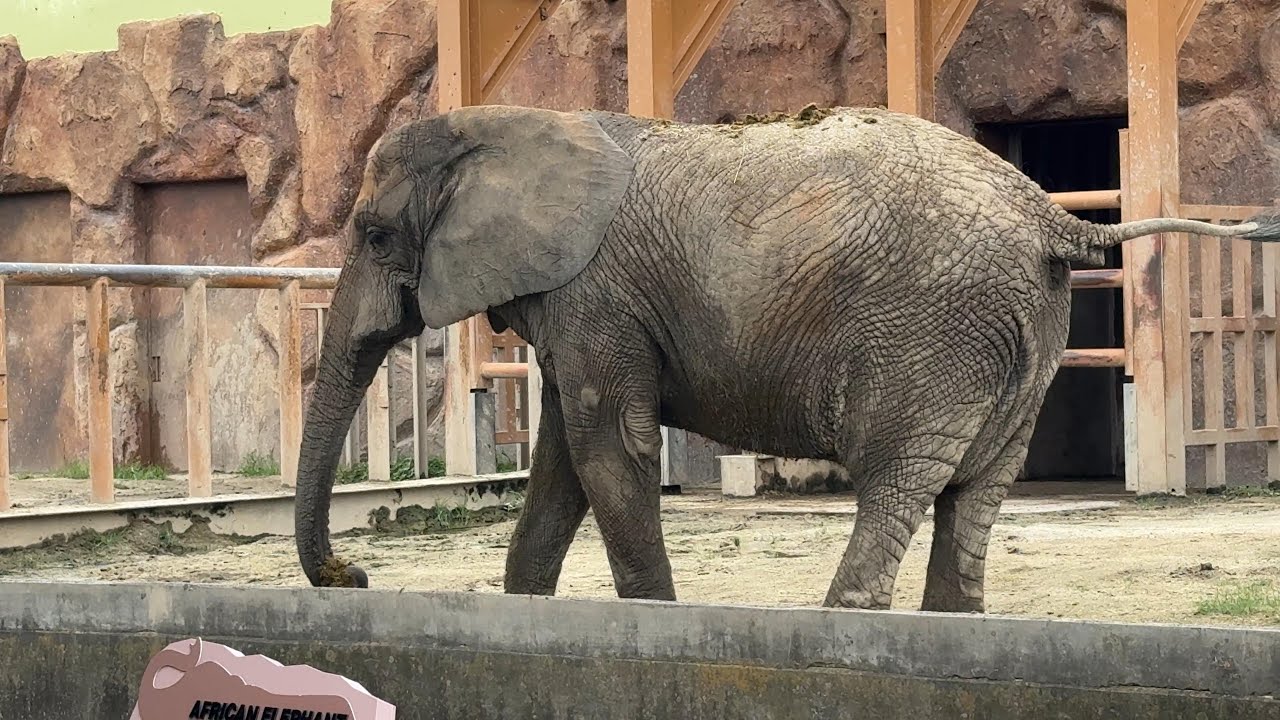 番外編 ウンチが飛んでくる【番外編】【東武動物公園】【2025年