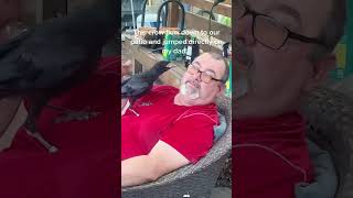 Funny Crow Behavior funnyfunnyanimals crow core trending bird