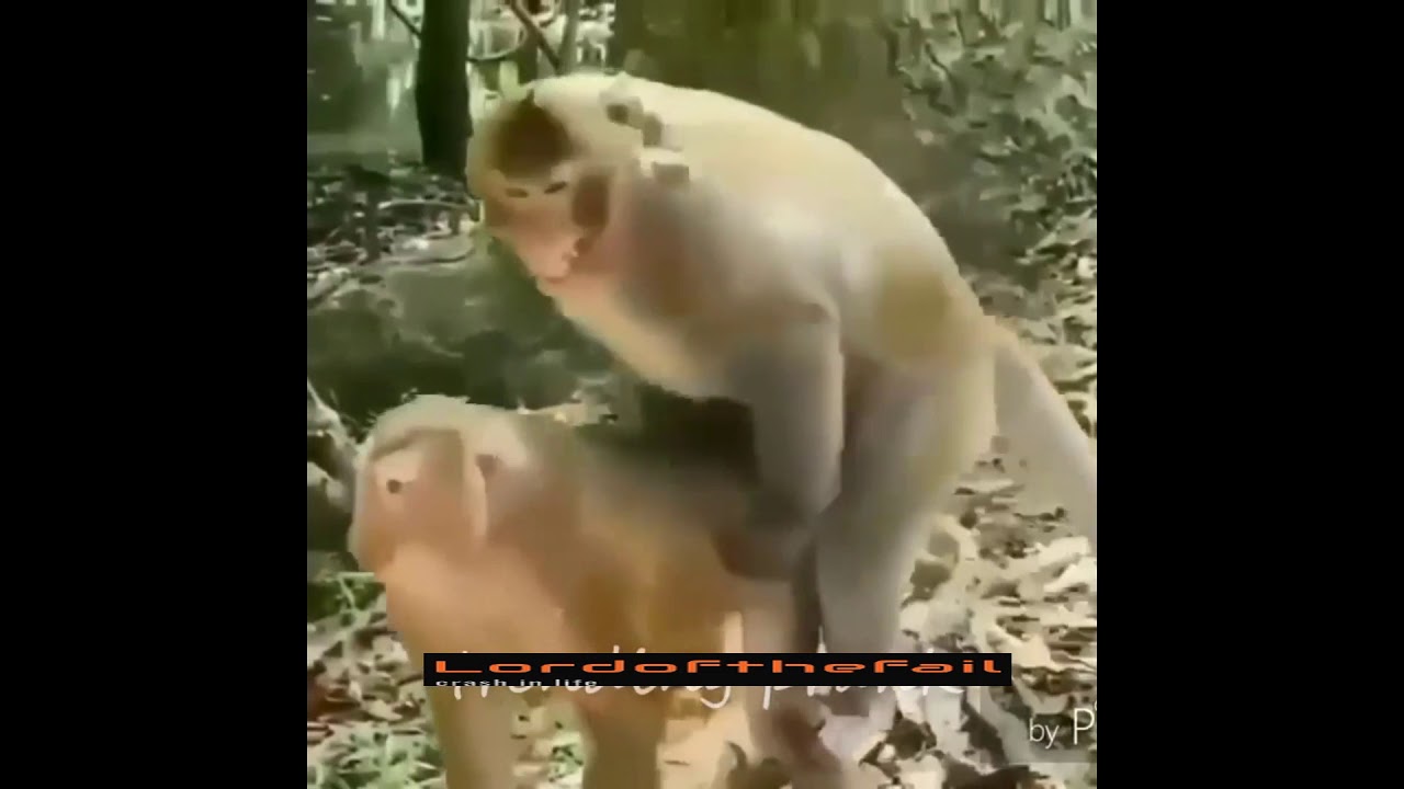 Funny Video Porn