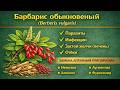Барбарис обыкновенный Berberis vulgaris
