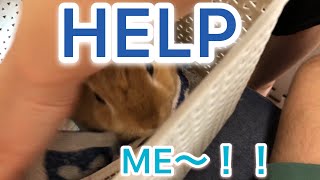 【リベンジ達成】うさぎの爪切りするのも一苦労 #186