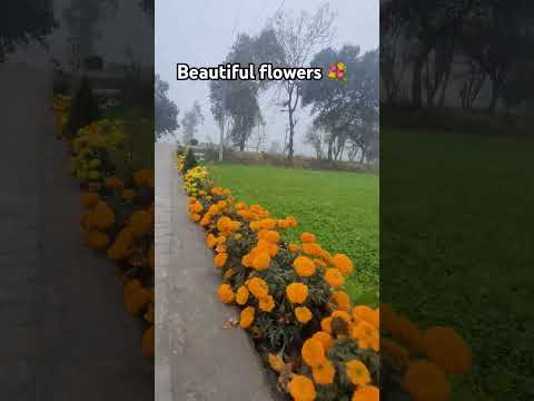 || Beautiful flowers 💐 ||#trending #viralvideos #anime #flowers #rose #gardenmusic