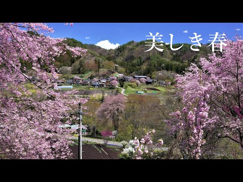 美しき春の村 満開の桜 花咲くのどかな風景 赤岩集落 beautiful spring village Gunma