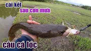 Câu Lure Cá Lóc ● Câu Cá Lóc Khúc Ao Cạn Sau Cơn Mưa Lớn Và Cái Kết | Tâm Râu Vlog #176