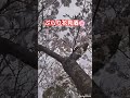 ぶらり花見酒🌸ソメイヨシノも関東は満開ではなくなります!その前に花見酒しました😊ストロング196笑 高評価&amp;チャンネル登録よろしくお願いします🙇