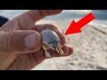 Can you EAT Sand Fleas?! (Catch and Cook)