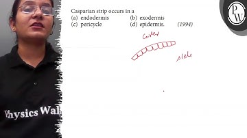 Casparian strip occurs in a (a) endodermis (b) exodermis (c) pericycle (d) epidermis. (1994) Phys...
