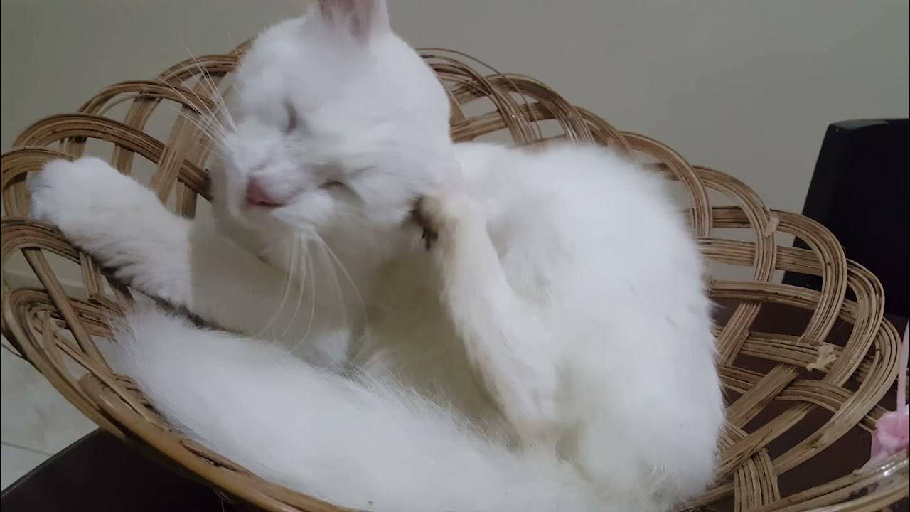 A cat scratching its ears.short YouTube