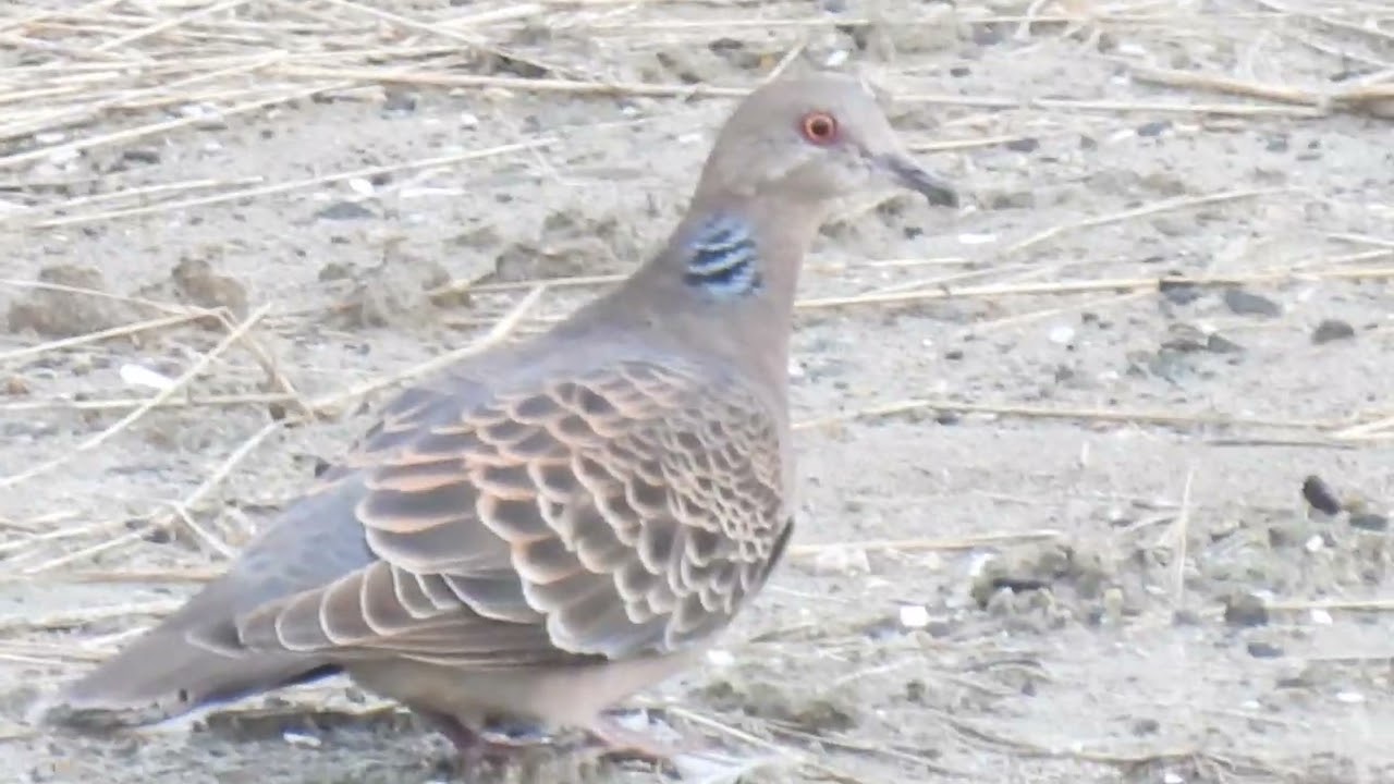 野鳥観察】キジバト2Streptopelia orientalis - YouTube
