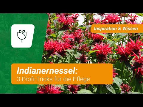 cannabispflanzen dngen ab wann Bio-Cannabis-All-In-One-Dnger 1 Liter  Purgrn