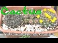 Por qué se mueren los cactus