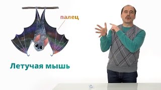 16. Млекопитающие. Часть 1