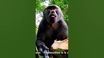 Monke Vlogs Music Https Youtube Com Shorts 9lN UAUTB7U Si 7EtzVbKWlKR7l5Sky Yt Shorts Vlog 