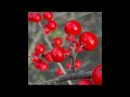 Winterberry holly plant profile