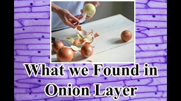 Look What we Found in ONIONS,  Learning Video Onion Cells Under Microscope