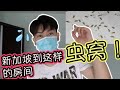 【新加坡】搬新房间竟然那么多虫！这样做就可以解决问题了！Singapore room full of Booklice! How to get rid of them?