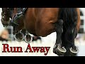 Run Away || Show Jumping Music Video ||