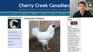 Chantecler - The Only Canadian Breed - Heritage Poultry