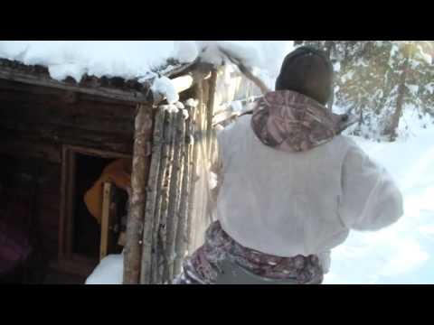 Охота на барсука с лайкой Охота на барсука с лайкой