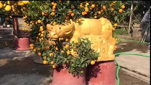 Quất Tết 2021- Quất bonsai Quất tháp Quất chum Quất Thần Tài báo giá quất tết 2021