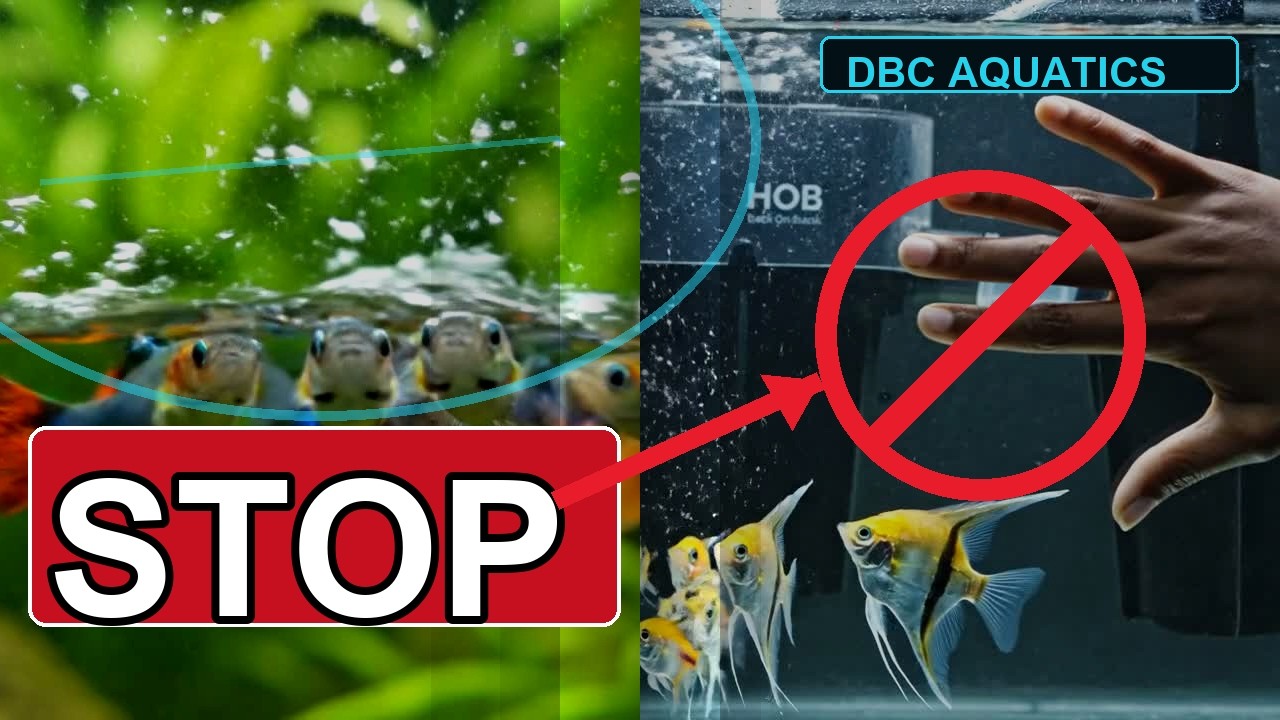Fish Gasping At The Top?  Do This BEFORE You Touch The Filter