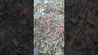 Pt-2 Church Leaf cleanup 11-8-17