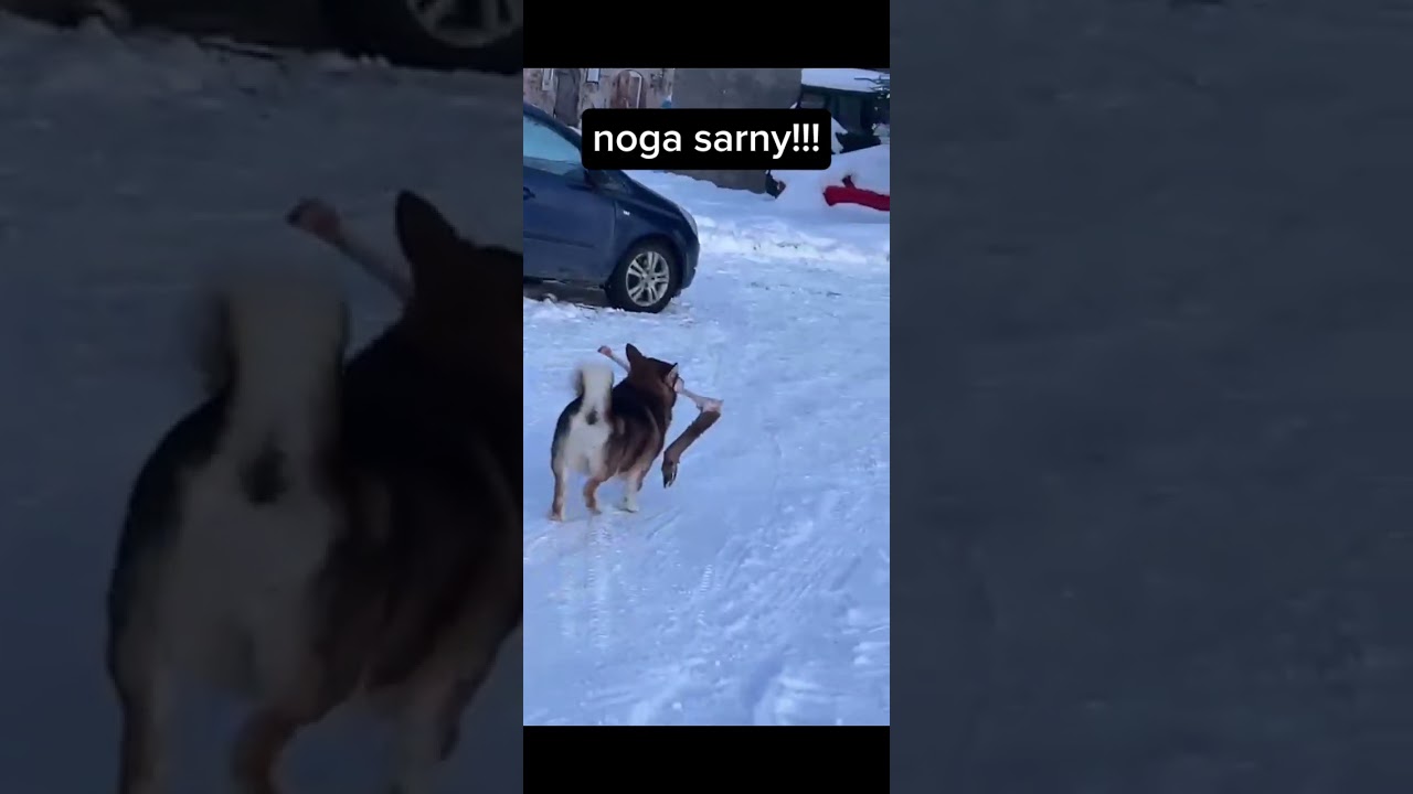 Pies ukradł noge z lasu 