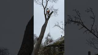 Treework#Cuttingtrees#Arboristlife#Chainsawman#Husqvarna#Stihlchainsaws