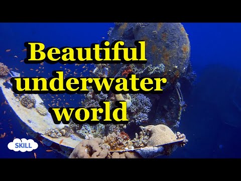 تصویری: زیبایی دنیای زیر آب دریاها: عکس